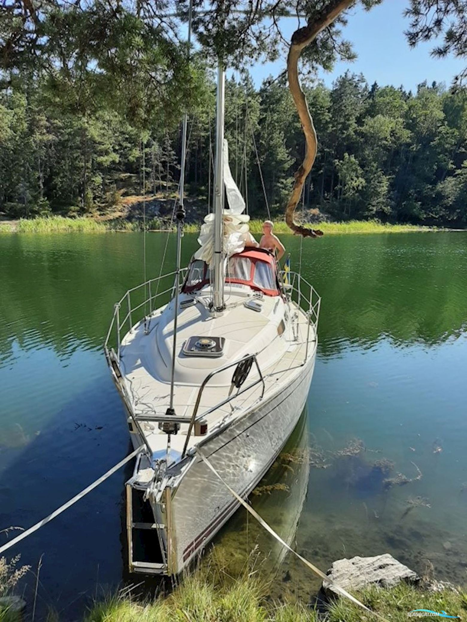 Delphia 29