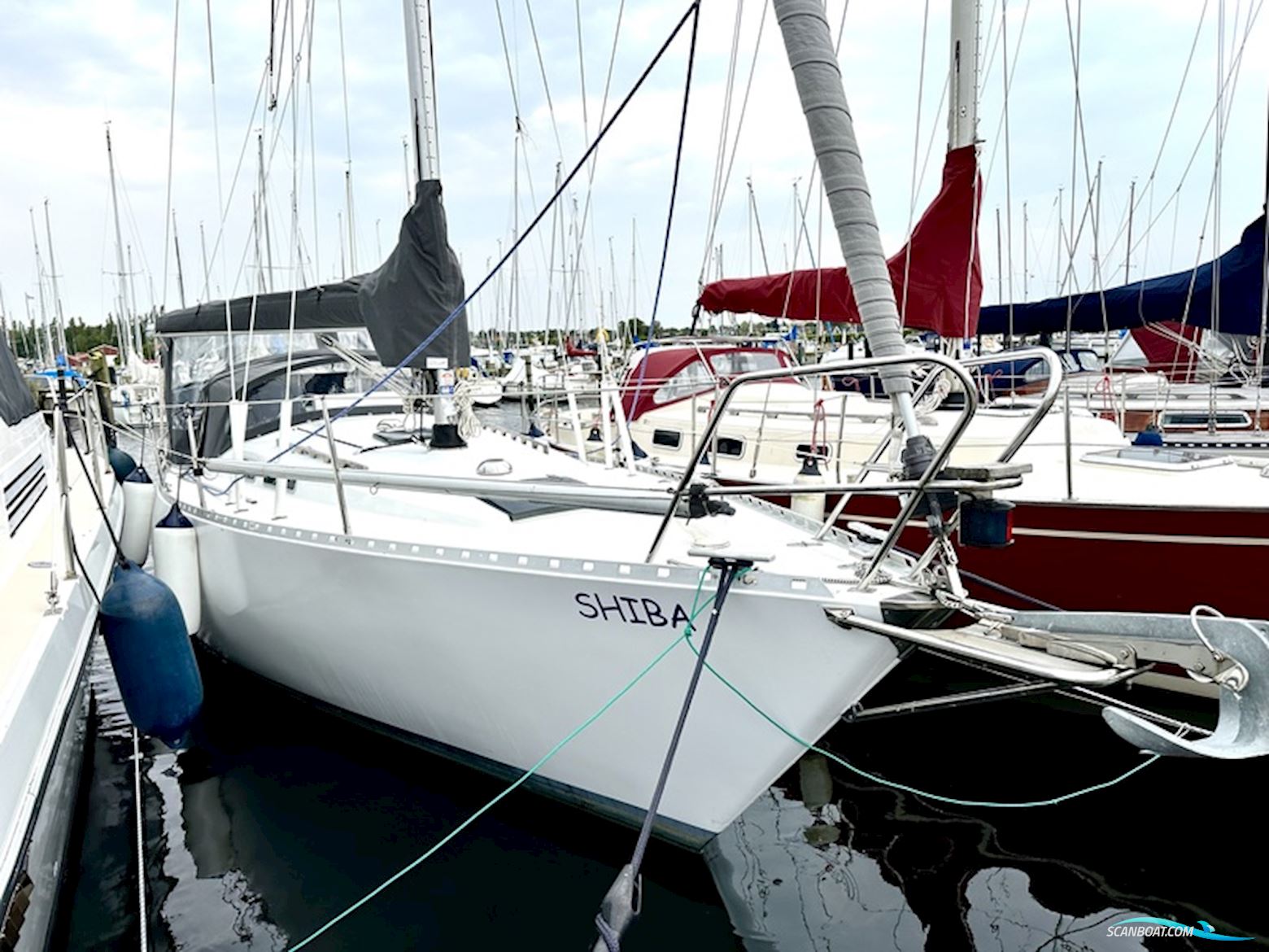 Forgus 31