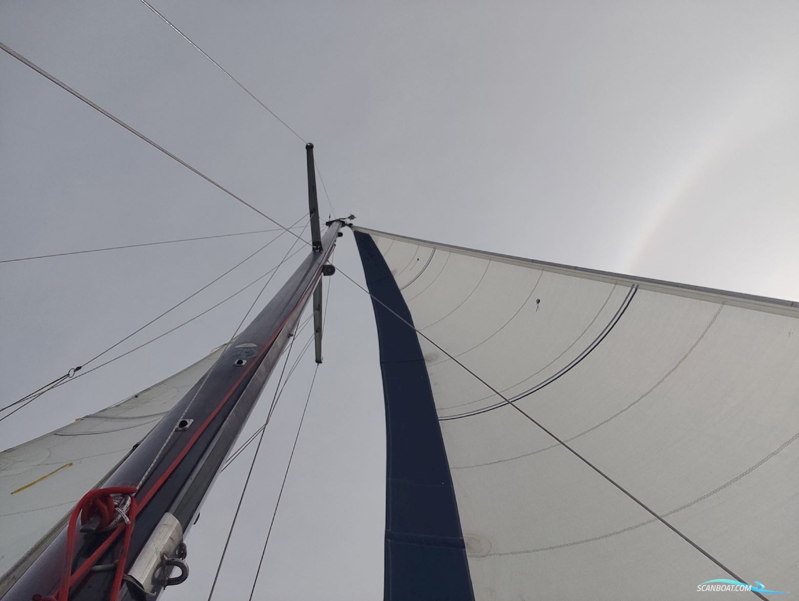 Kalik/Lewin Kalik 30