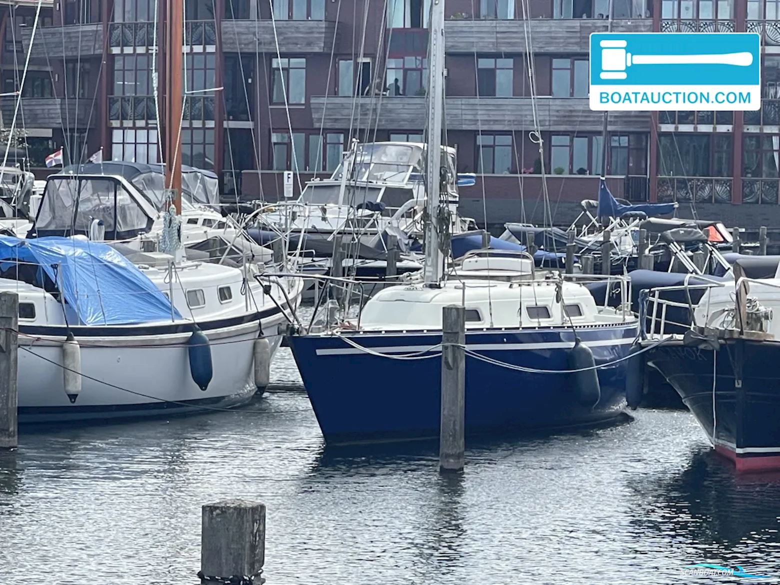 Martin 29