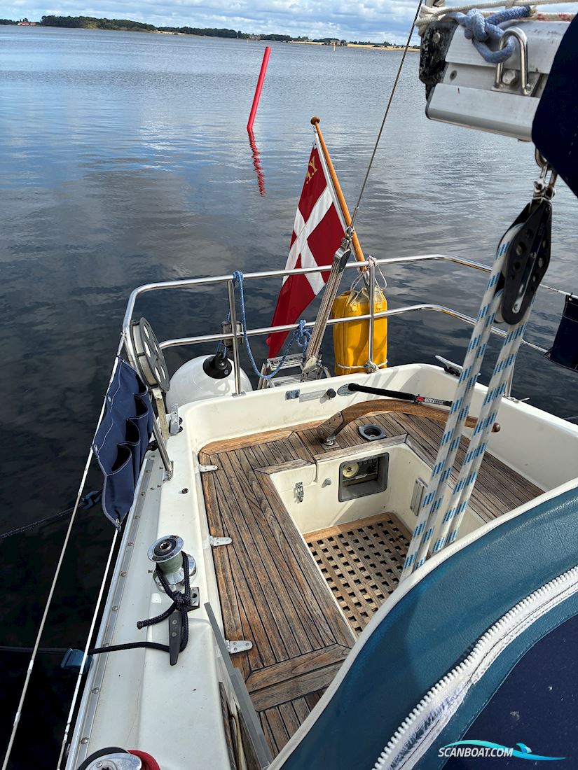 Scampi 30