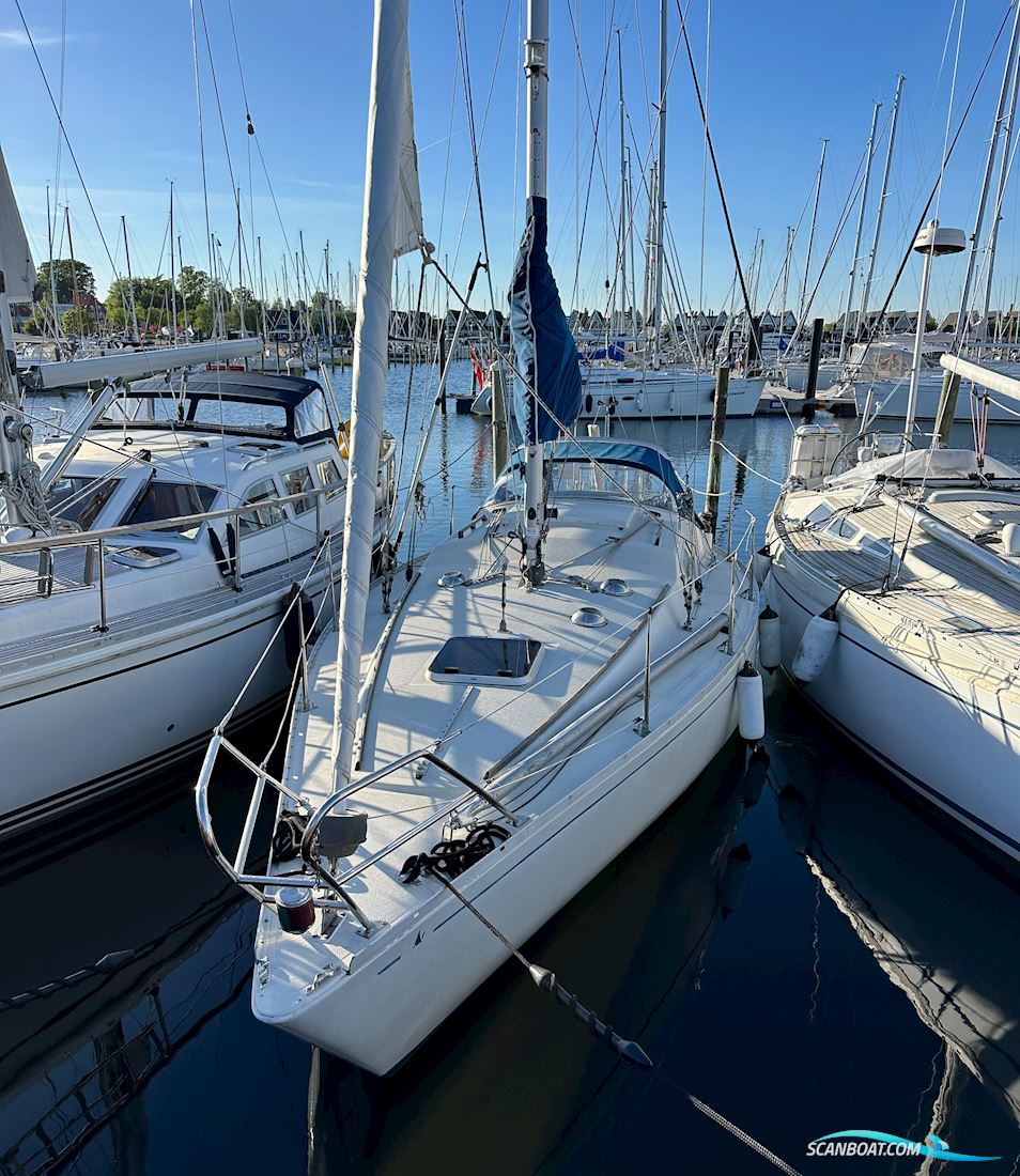 Scampi 30