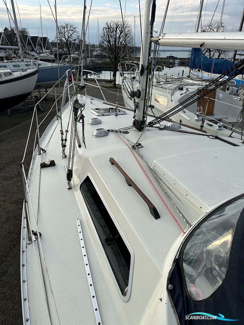 Scampi 30