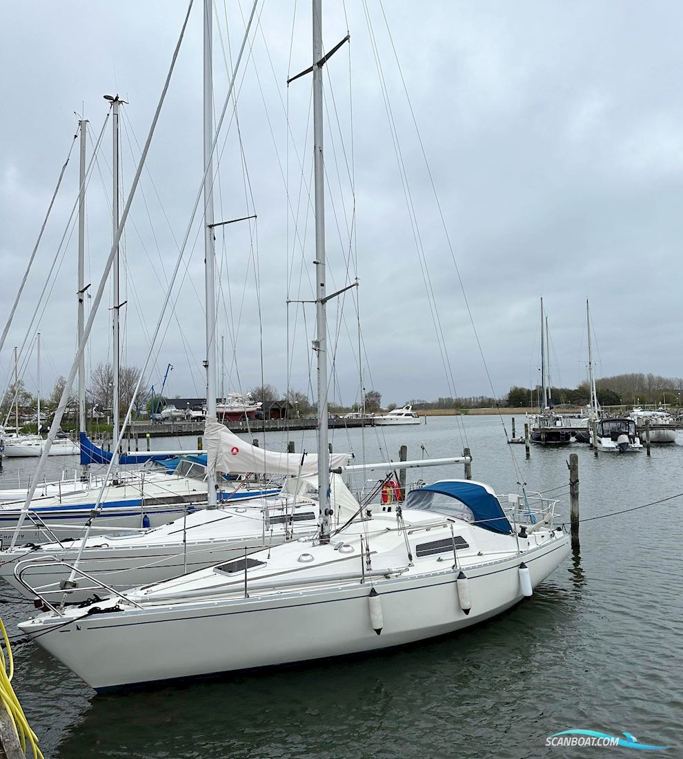 Scampi 30