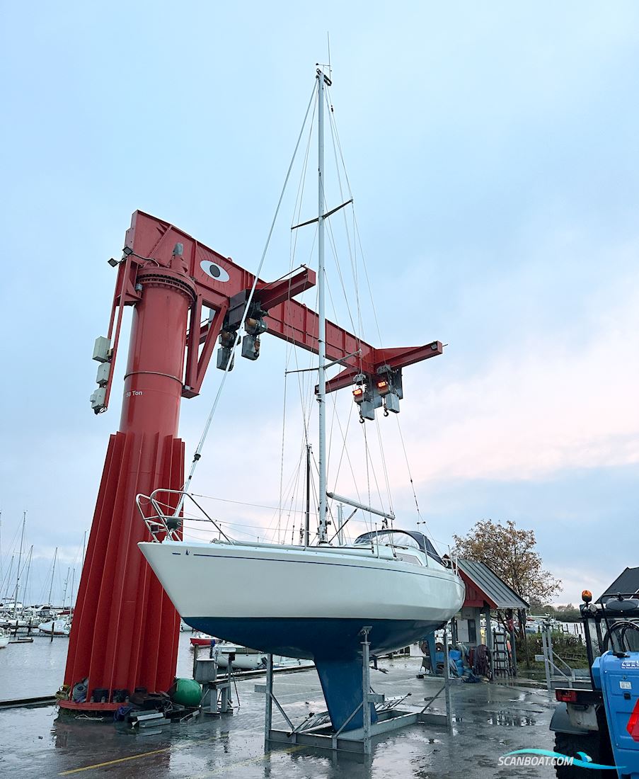 Scampi 30