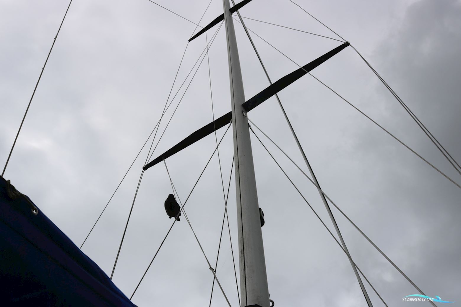 Cal 31