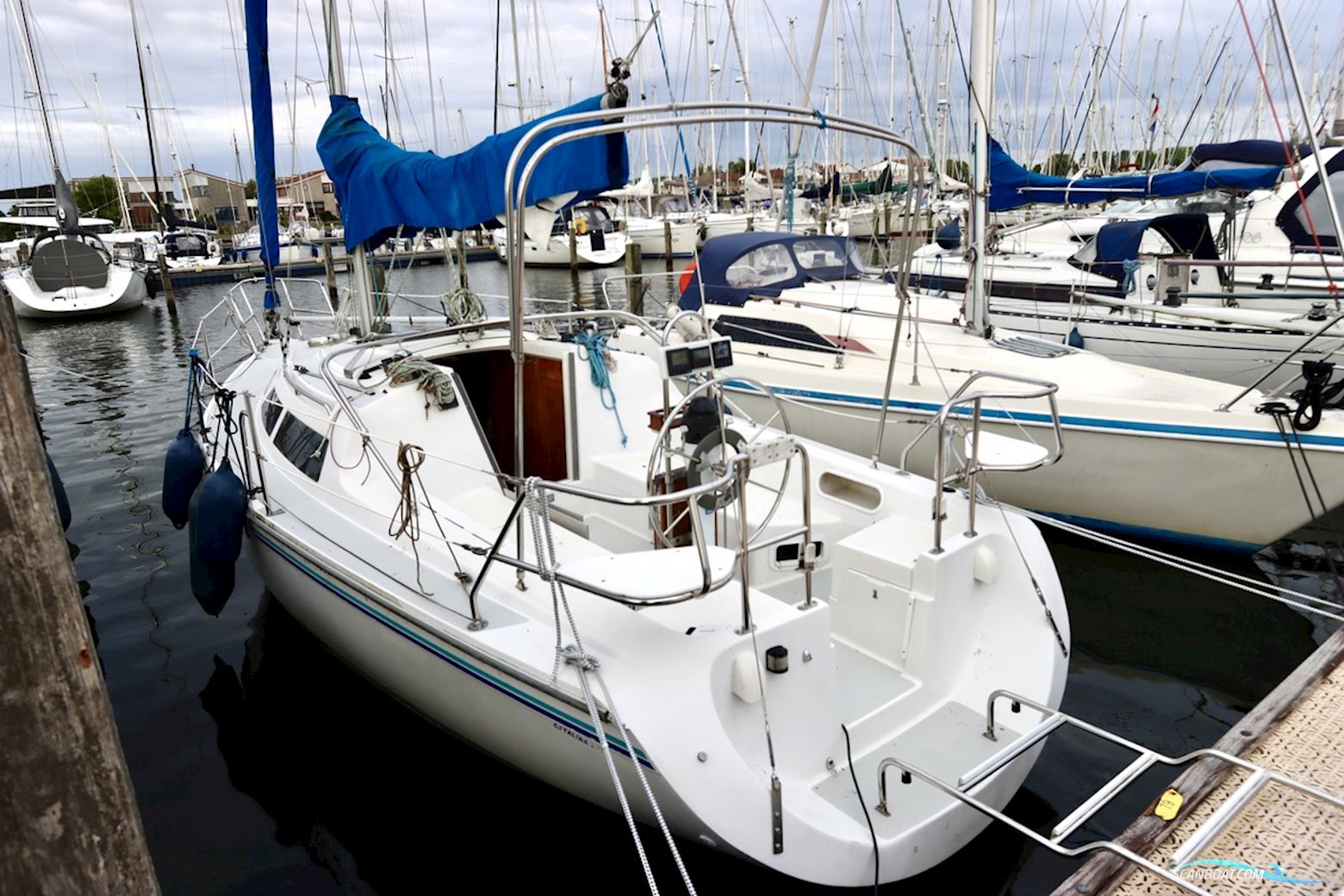 Catalina  270