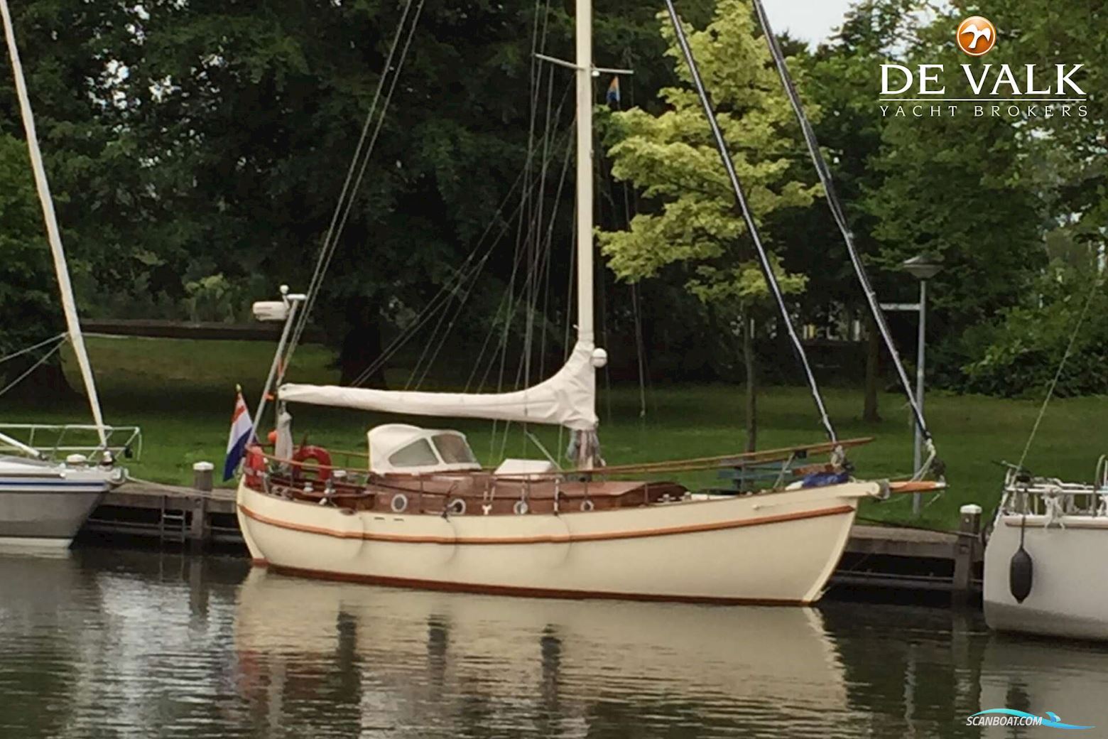 Danish Rose 31