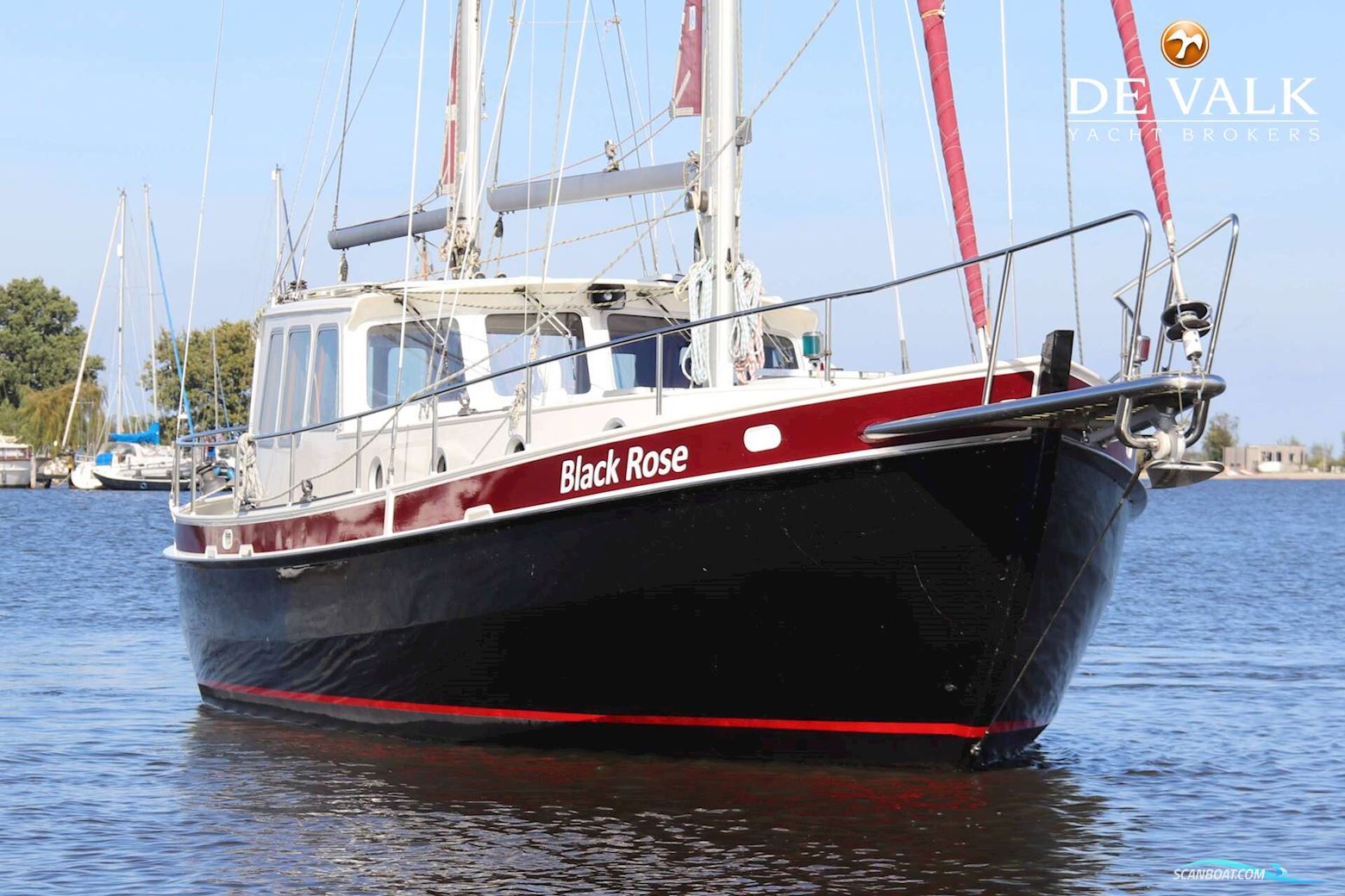 Danish Rose 37
