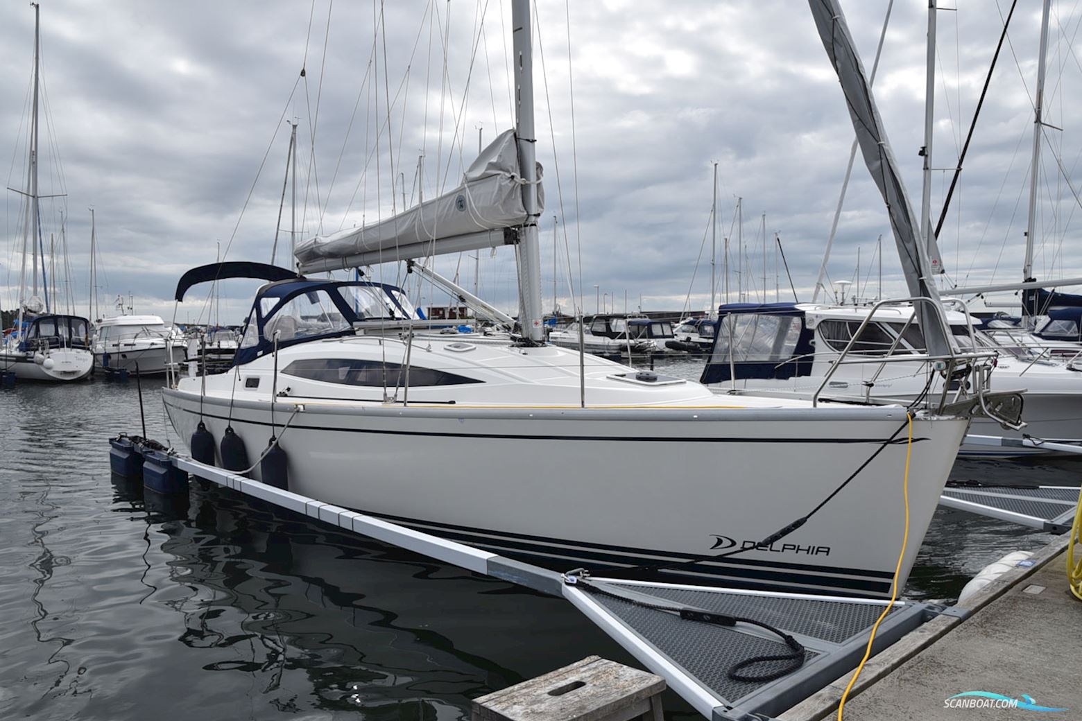 Delphia Delphia 33,3