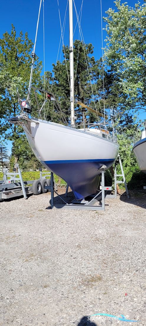 Great Dane 28