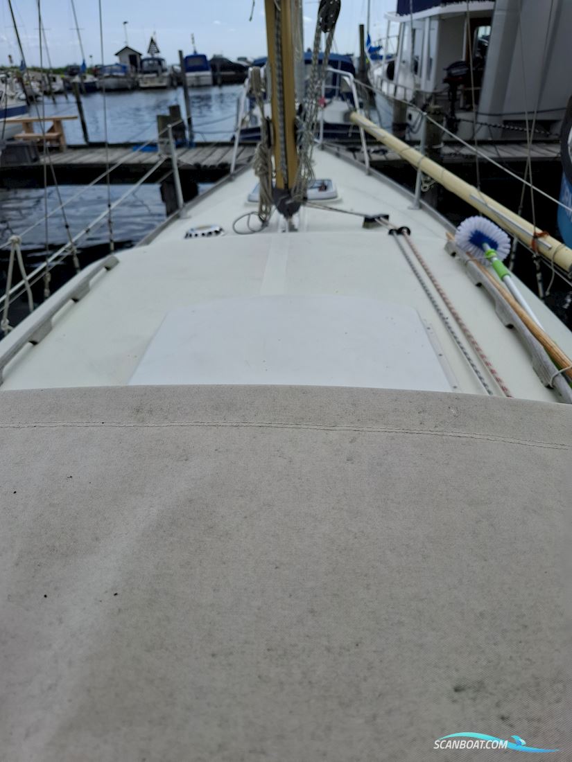 Great Dane 28