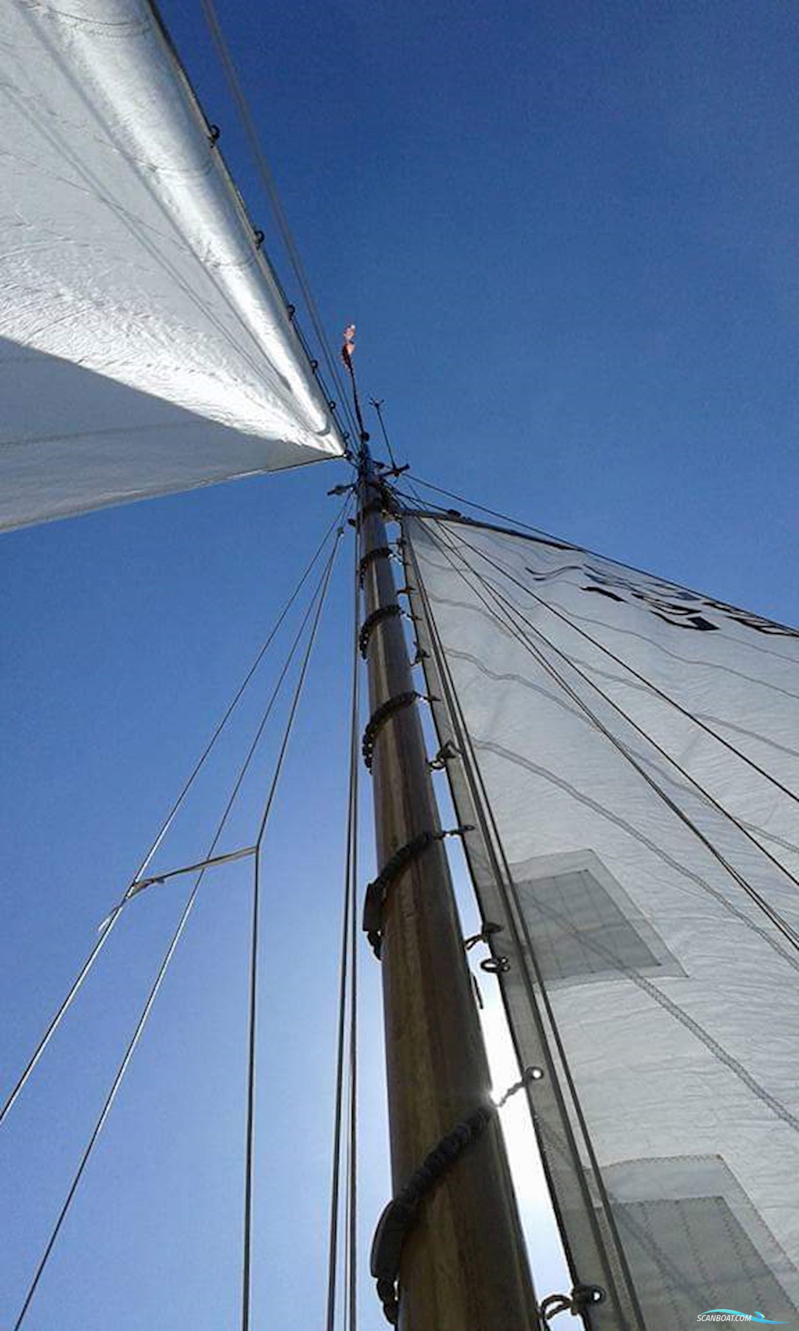 Lemsteraak Walrus - Roefuitvoering