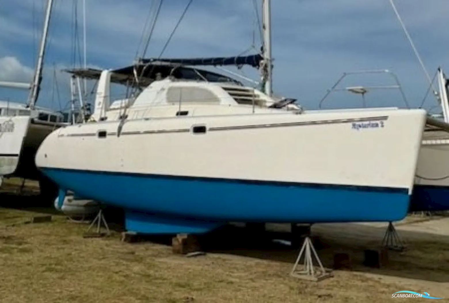 Leopard 38