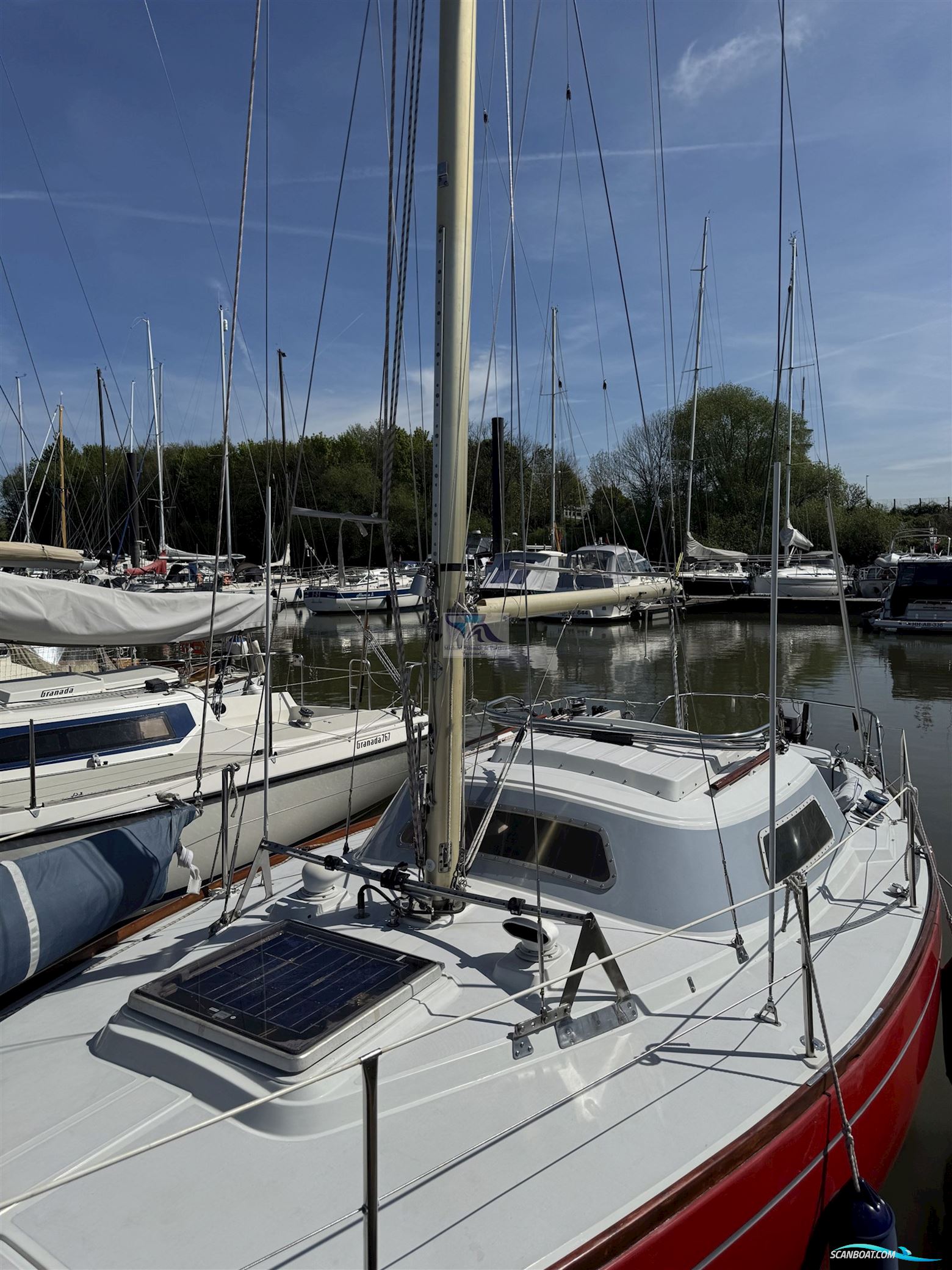 Mallard Ecume de Mer