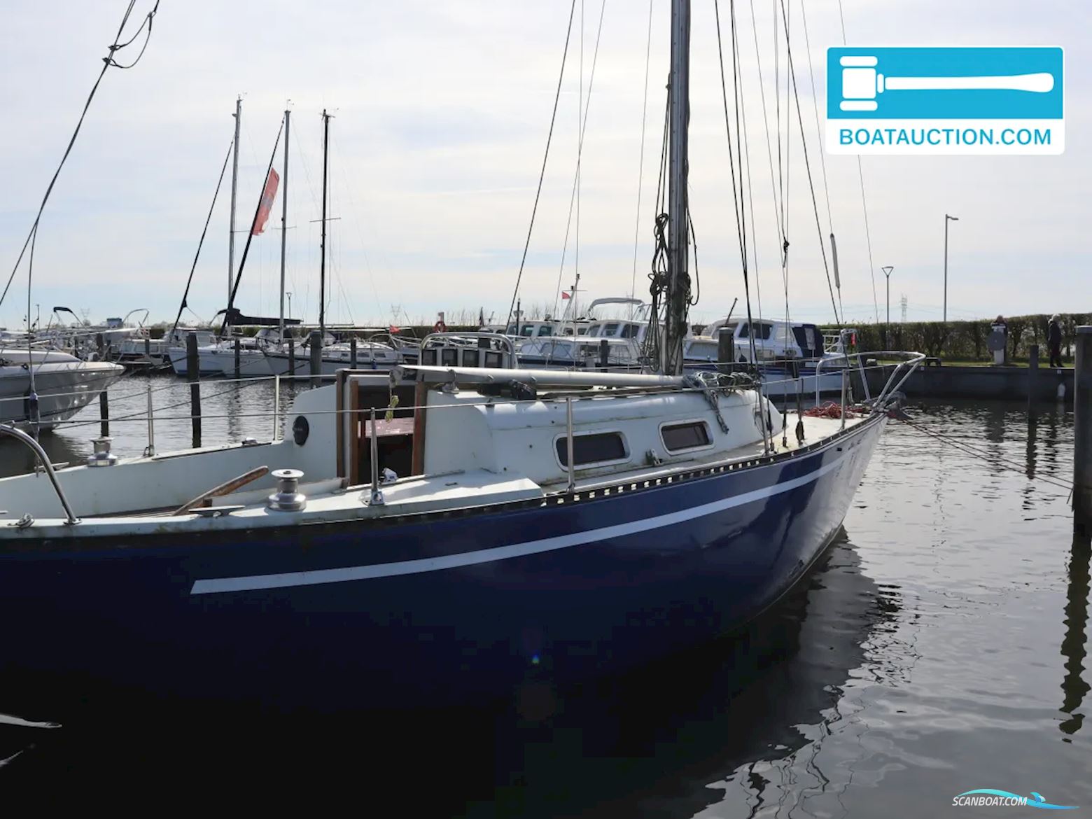 Martin 29