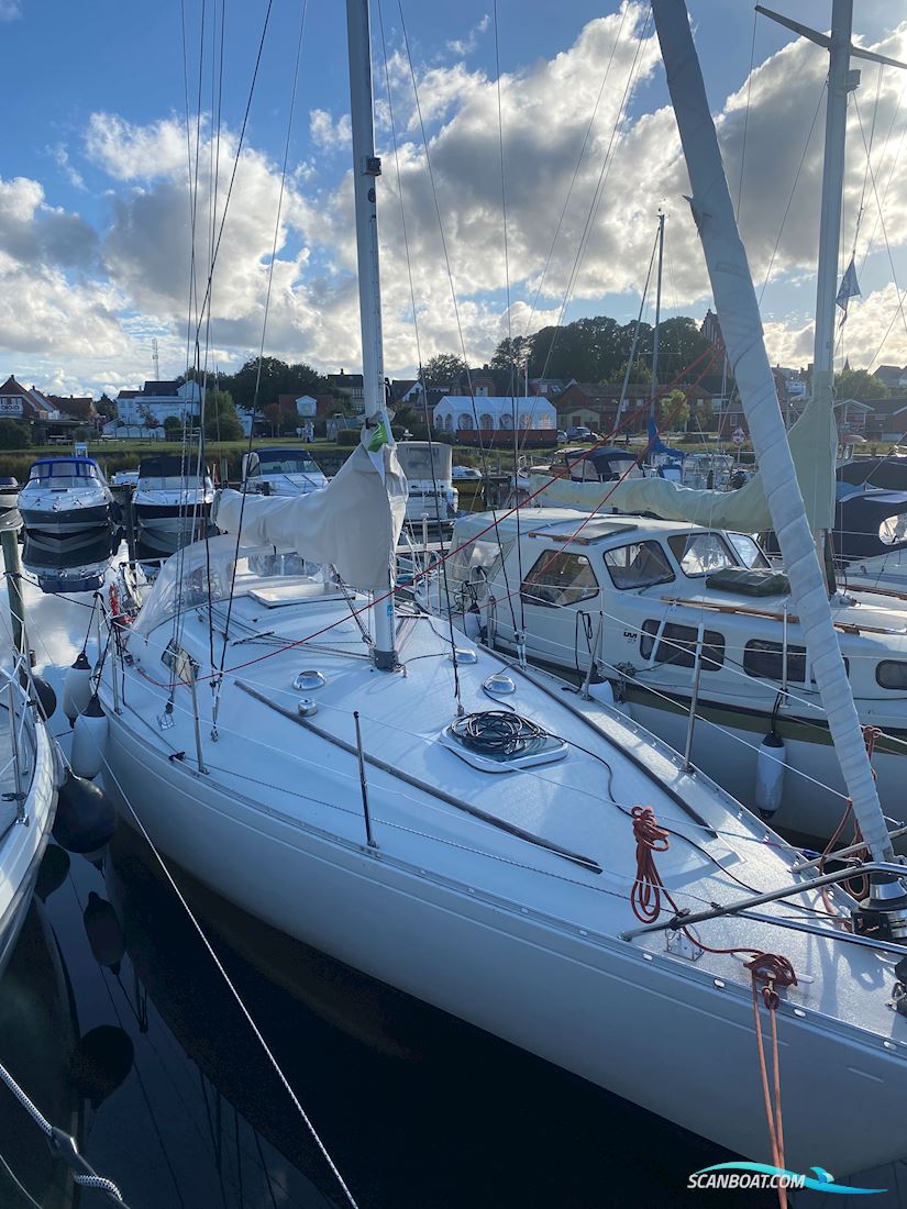 Scampi 30