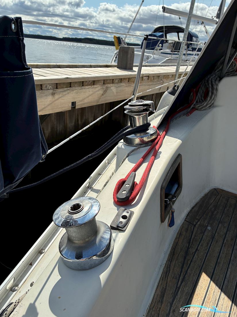 Scampi 30