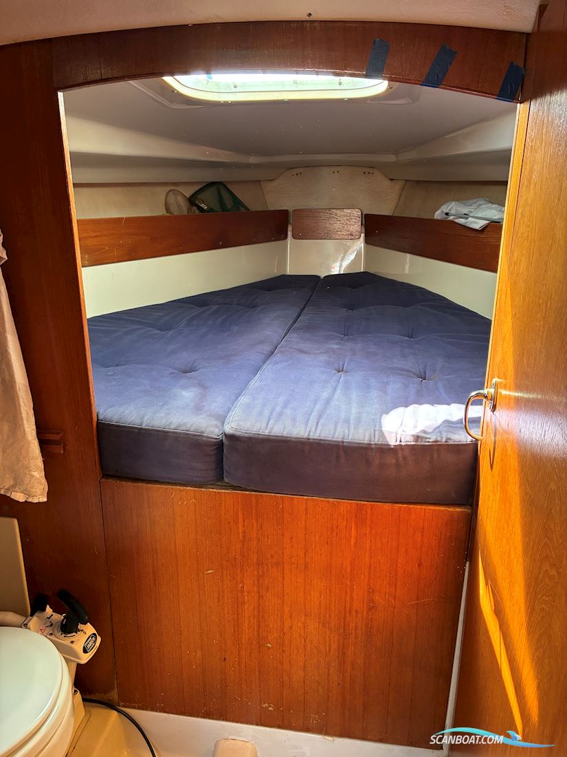 Scampi 30